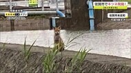 視聴者が目撃!佐賀市でキツネ「人慣れしている」