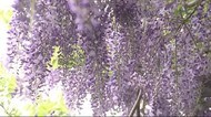 樹齢約40年のフジの花が見ごろに【岩手・盛岡市】