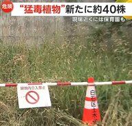 【危険】「むやみに近づかないで！」“猛毒植物”バイカルハナウドが札幌市内で続々発見…新たに約40株も　樹液に強い毒性で激しい皮膚炎起こす恐れ　北海道