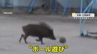 イノシシが小学校校庭でボール遊び？鼻で“ドリブル”も　けが人なし　「雨が降った後よく出没」　広島・江田島市