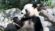 「日本からパンダいなくなる」中国SNSで検索1位に…日中関係悪化受け中国紙が日本への“パンダ貸し出し停止”可能性伝える