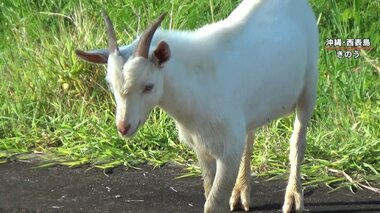【独自取材】“野ヤギ”で西表島の生態系に狂い？大量繁殖でマングローブなど固有種に影響も