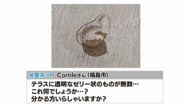 あなたの庭にも落ちてない？　無数の“透明なゼリー状の物体”がテラスに　その正体は……