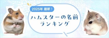 【2025年最新】ハムスターの名前ランキングを発表!