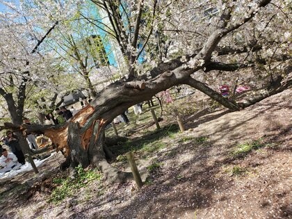 「バキバキと音がして…」福岡市の舞鶴公園でサクラの木が倒れる　下で花見をしていた人も　樹齢50～70年とみられ内部はスポンジ状に
