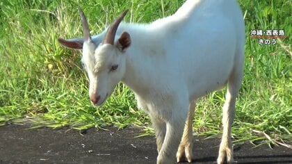 【独自取材】“野ヤギ”で西表島の生態系に狂い？大量繁殖でマングローブなど固有種に影響も