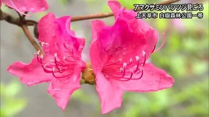上天草市でアマクサミツバツツジが見ごろ【熊本】