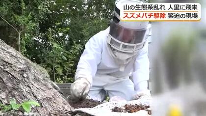緊迫！スズメバチ駆除に密着　住宅街で見つかった50センチの巣　山の環境変化で「生息域が人里に」専門家が指摘