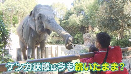大ゲンカした“不仲”のゾウ…福岡県には2頭だけ　あれから11年　“和解”し仲むつまじい姿も