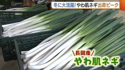 鍋にぴったり！“やわ肌ネギ”の出荷ピークに「寒い時期のネギはおいしい」 ネギを選ぶ際は“重さ”に注目！