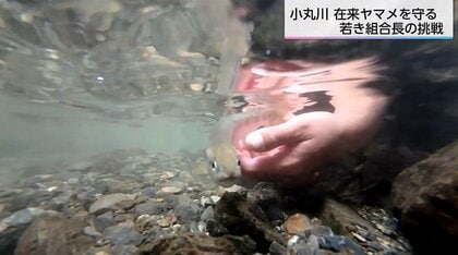 遺伝子を守る！在来ヤマメの復活に挑む若き組合長の夢と「移植放流」の手応え