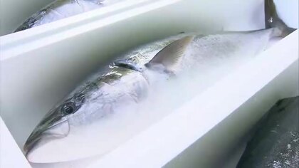 魚介類の輸出額が過去最高を更新！注目は「活ブリ」刺身を食べる文化の韓国にすべて輸出 価格高騰で輸出額は前年比1.5倍