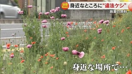 通学路に“麻薬の原料”となる違法ケシを発見 取材すると次々に