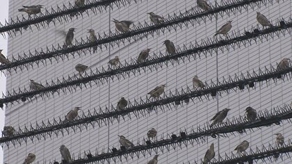 10分間でフンが6個直撃…駆除ができない厄介者・ムクドリの大群 フンや騒音で住民困惑【愛媛発】