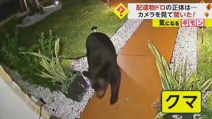 頼んだはずの食べ物が…“配達物泥棒”の正体はクマ　まるで自分が注文した様に盗む　さらにはソーダを取り再び現場に　米・フロリダ州　