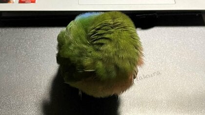 「構ってほしいけど我慢」インコが拗ねて“草団子”に！？全力アピールする姿がかわいい…機嫌は直ったのかその後を聞いた