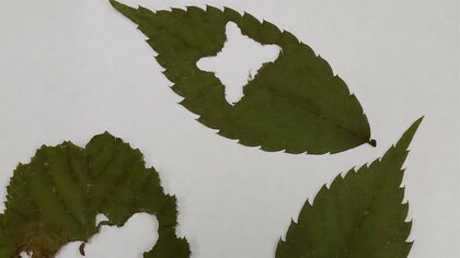 「もうアートじゃん」ムササビが葉っぱを食べた跡が“自画像”みたいでかわいい…真ん中だけ食べる理由を聞いた