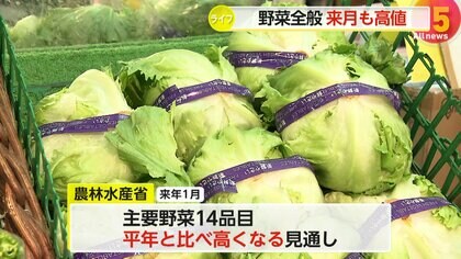 主要野菜14品目が平年より高値　干ばつ被害でキャベツ価格“3倍”に…「レンコン」など正月商品も早めの購入を　農水省「年明けも高騰続く」