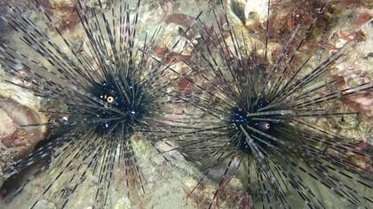 “有毒ウニ”が富山沿岸で大量発生…日本海側にも「海の砂漠化」迫る？　海水温の変化で今後爆発的に増える可能性