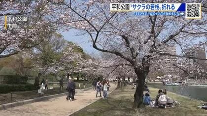サクラの若い枝「ひこばえ」が複数折れる　３４本の被害を確認　器物損壊の疑いで捜査　広島市・平和公園