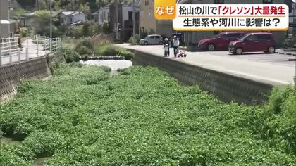 松山の住宅街の川一面になぜ…食用の外来植物「クレソン」大量発生　洪水や寄生虫のリスクも【愛媛】　