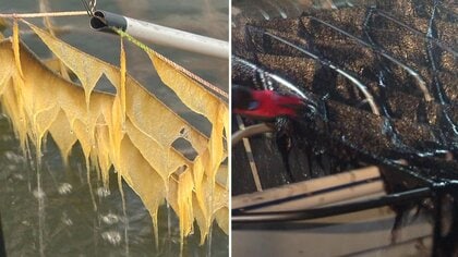 「今シーズンも不作か」東と西で“色”が全く違う！漁場で深刻な“地域差”も…有明海の養殖ノリ　消えぬ漁業者の不安