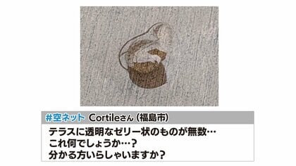 あなたの庭にも落ちてない？　無数の“透明なゼリー状の物体”がテラスに　その正体は…卵かも