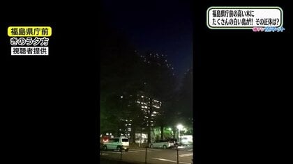 体長90センチ…県庁近くに白い大きな鳥の集団　正体は「ダイサギ」　エサと寝床を求め出没【福島発】