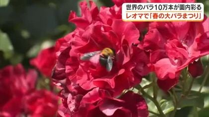 世界各国のバラ約４００種・１０万本が一堂に…丸亀市のレジャー施設で「春の大バラ祭り」【香川】