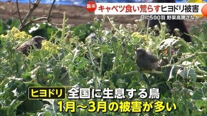 高騰キャベツ食い荒らす“ヒヨドリ”被害「今年は特にひどい」農家を悩ます大群襲来…夏の暑さで木の実少なく人里に　大分・日出町