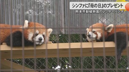 お母さんレッサーパンダの“シンファ”に「母の日」のプレゼント　子育て熱心の優しいお母さんだけど怒らせると…