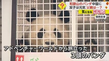 【シャンシャン(5)】新居で食欲も旺盛！タケノコ8kg竹5kgペロリ　一カ月後“一般公開”へ　和歌山・パンダ3頭も中国到着