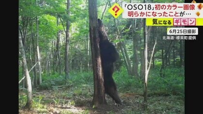 OSO18」初のカラー撮影に成功 4年間で家畜60頭以上襲撃した“忍者グマ