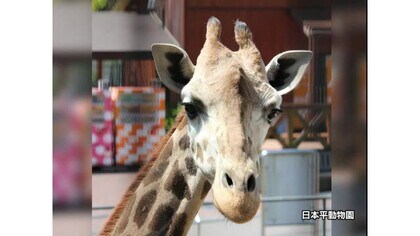 キリンのサクラ ２日にわたる難産でお産中に死ぬ 静岡市 日本平