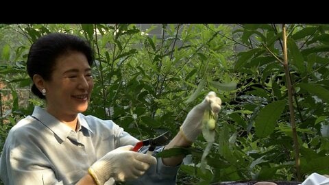 鮮やかな緑色の繭に「きれいですね」　皇后さまが「天蚕」の繭を収穫　作業公開は令和初　歴代皇后に受け継がれる養蚕
