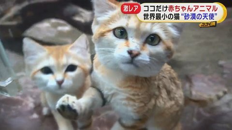 世界一幸せな動物 砂漠の天使 激レア動物の赤ちゃん続々誕生 日本で唯一の希少動物を飼育する理由とは