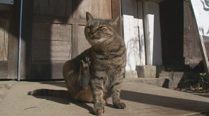 猫校長 高峰(2011年取材)