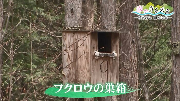 フクロウの巣箱(岩手・紫波町赤沢地区 4月)