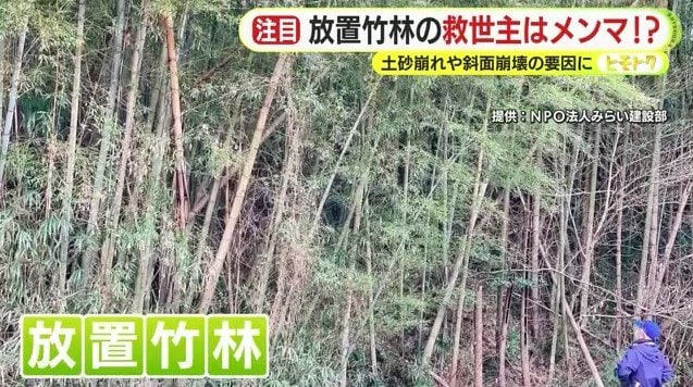 放置竹林の様子（提供：NPO法人みらい建設部）