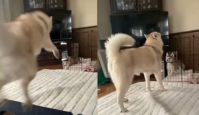 生後2カ月のイチくんがケージ内でイタズラすると、ココちゃんが飛んできて注意
