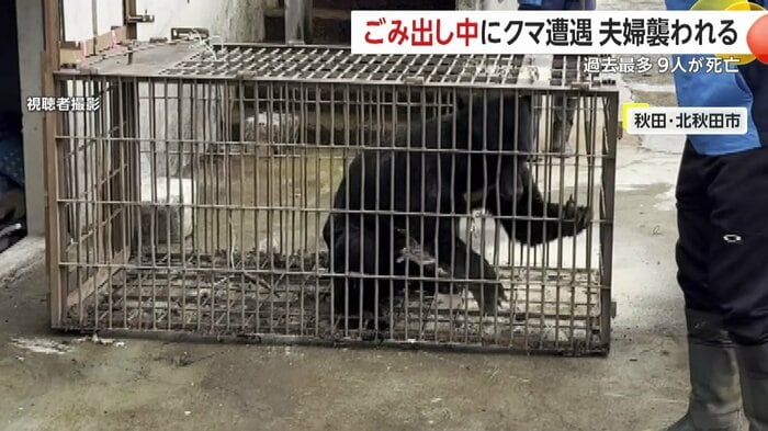 秋田・北秋田市の民家の地下に入り込んでいたが捕獲されたクマ