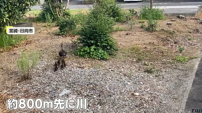 住宅街から約800メートル先には川(FNN投稿サイト「ビデオPost」)