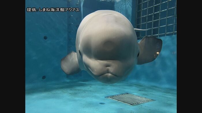 アクリルガラスに“おでこ”（メロン部）をつけるアラン