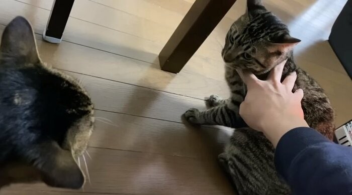 喧嘩中のふくちゃん(右)とてんちゃん(左)、仲裁する飼い主さん