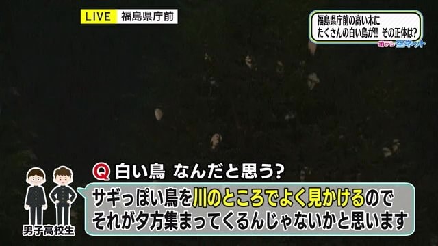 高校生の証言「サギのような鳥を川で見かける」