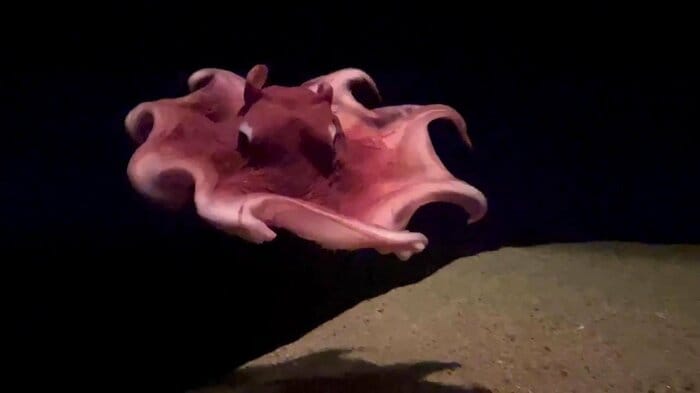 ふわりと広がり水中を漂う