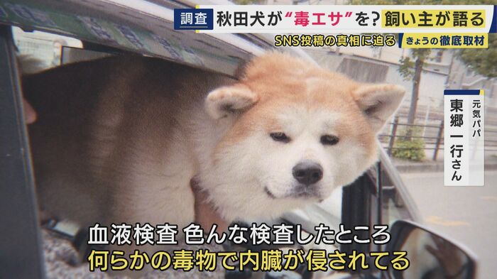 愛犬の秋田犬・元気くんに突然の異変