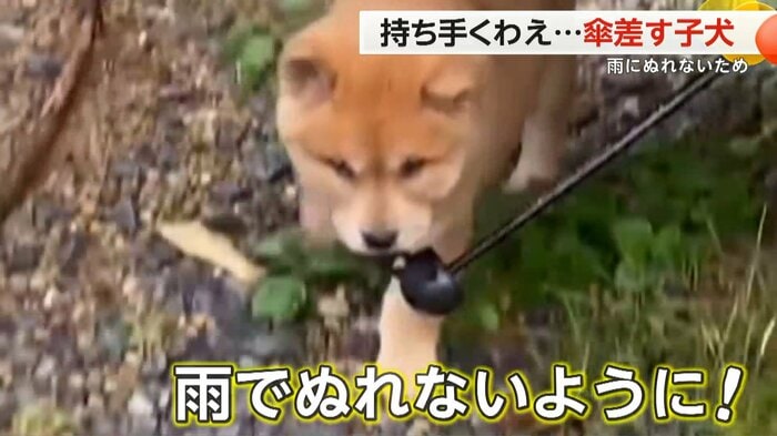 (スペクター・コミュニケーションズ)