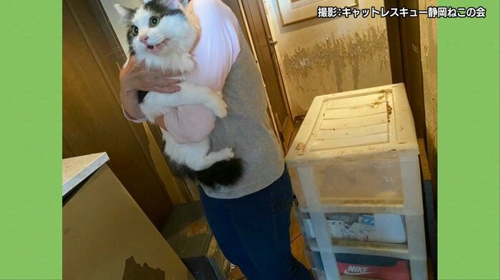 静岡市の43匹多頭飼育崩壊現場