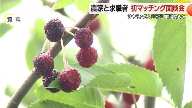 収穫前の高温で熟しすぎた状態の「うるみ果」。この状態では出荷できないためこうなる前に収穫しないといけない